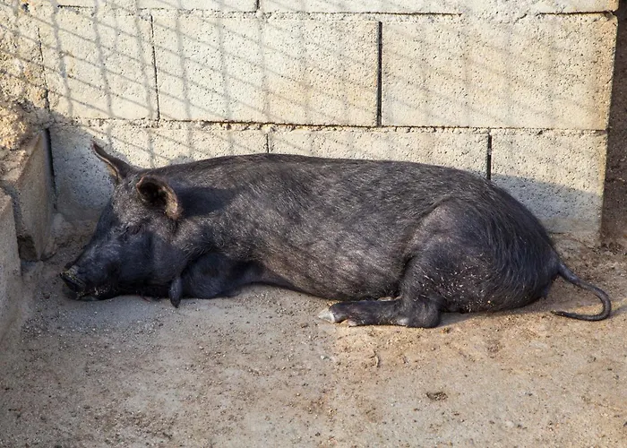 Alojamento de Turismo Rural Fassi *